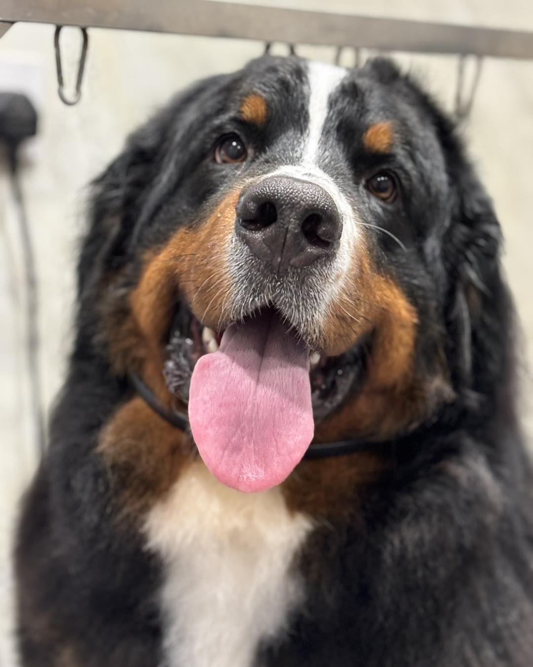 A happy Bernese Mountain Dog with its tongue out at Barking Beautiful Dog Grooming