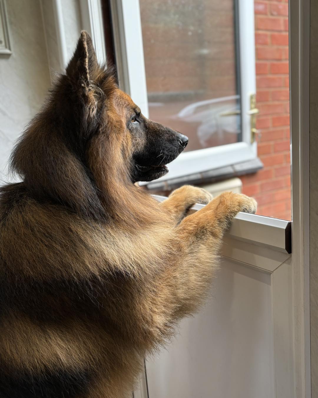A long-haired German Shepherd looking out the door after a grooming session