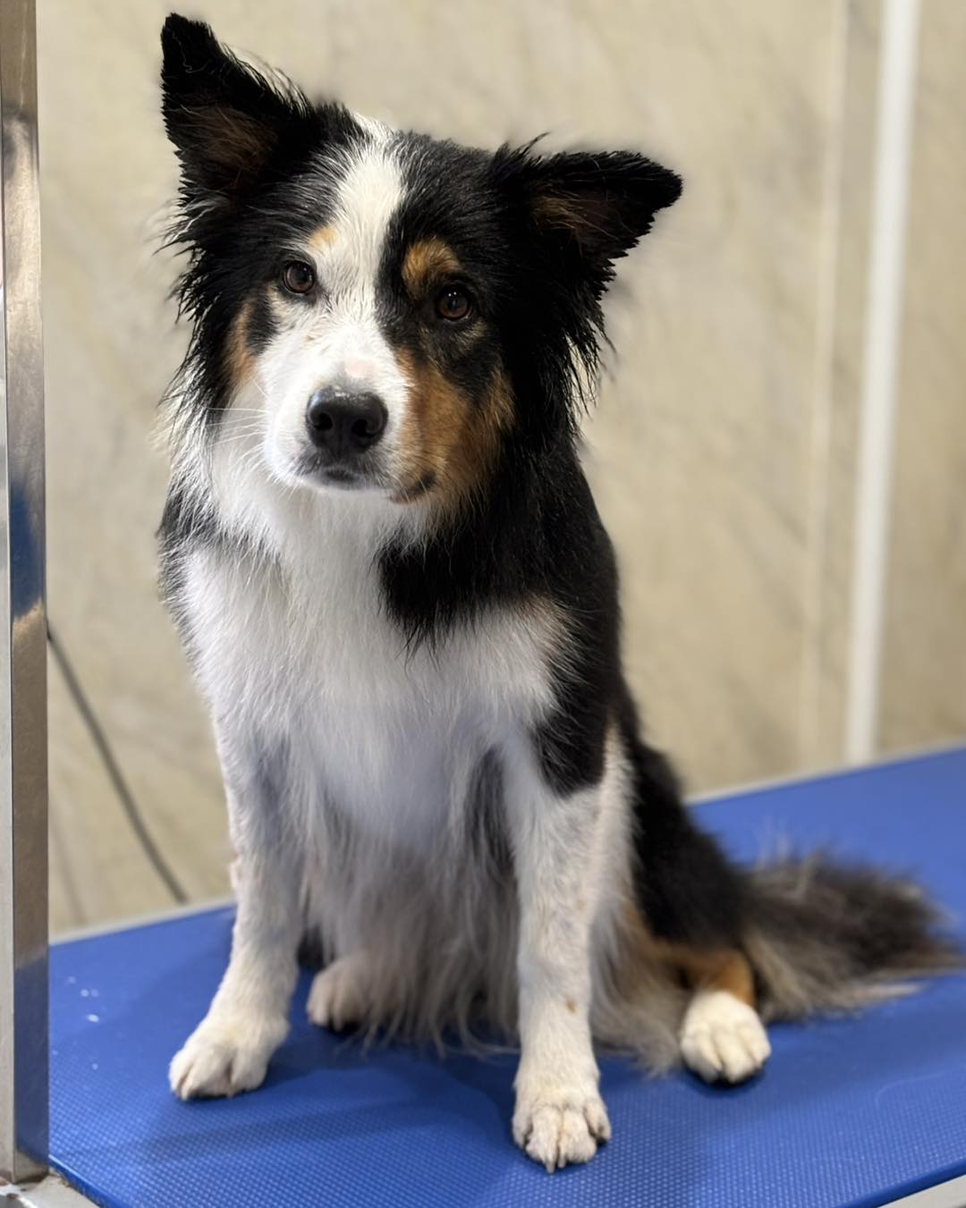 A freshly groomed Border Collie sitting calmly on the grooming table