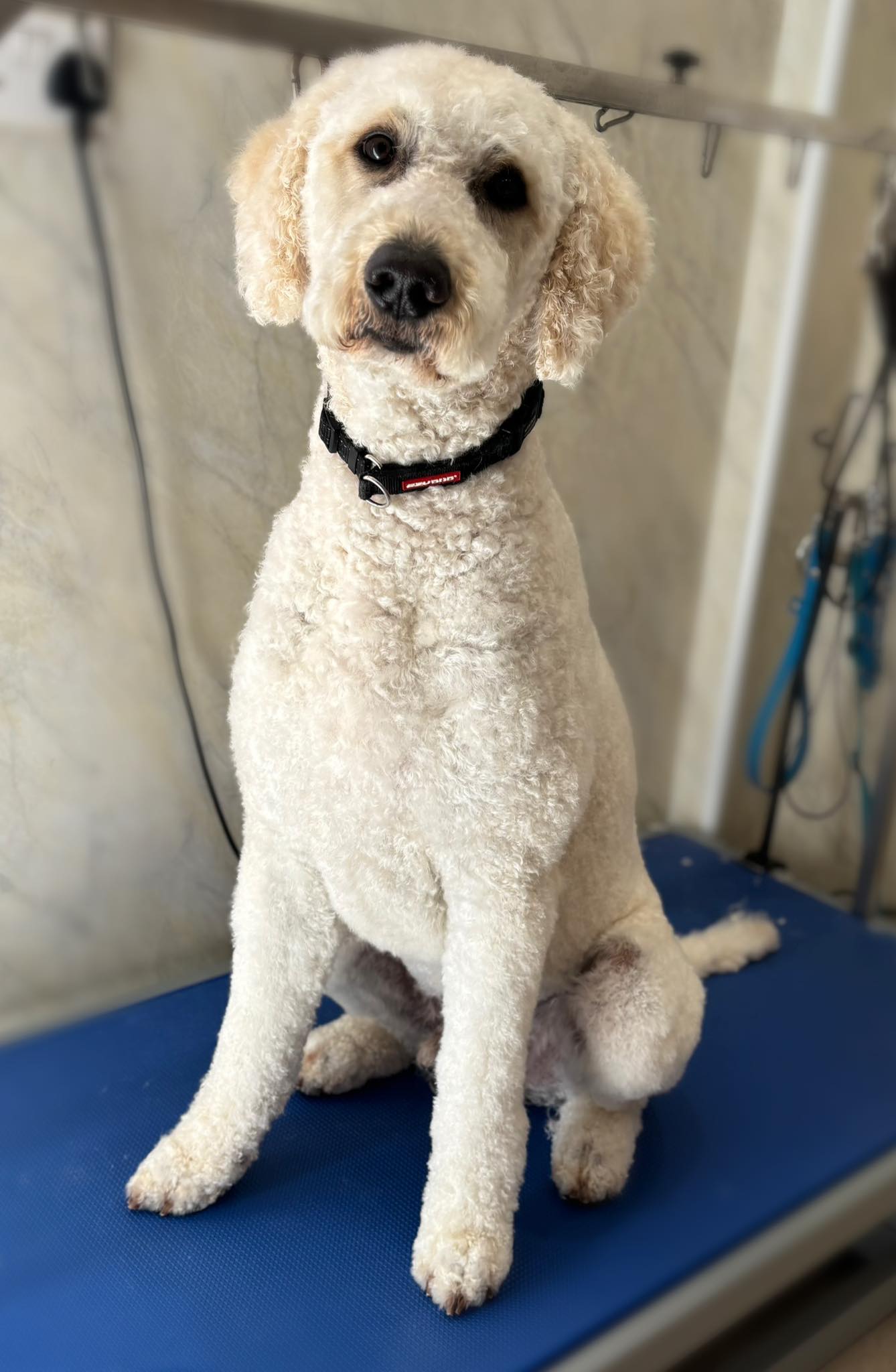 A freshly groomed white curly-haired dog sitting on the grooming table at Barking Beautiful
